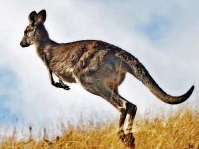 Australien