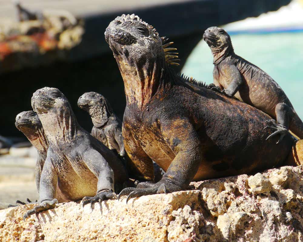 galapagos pro